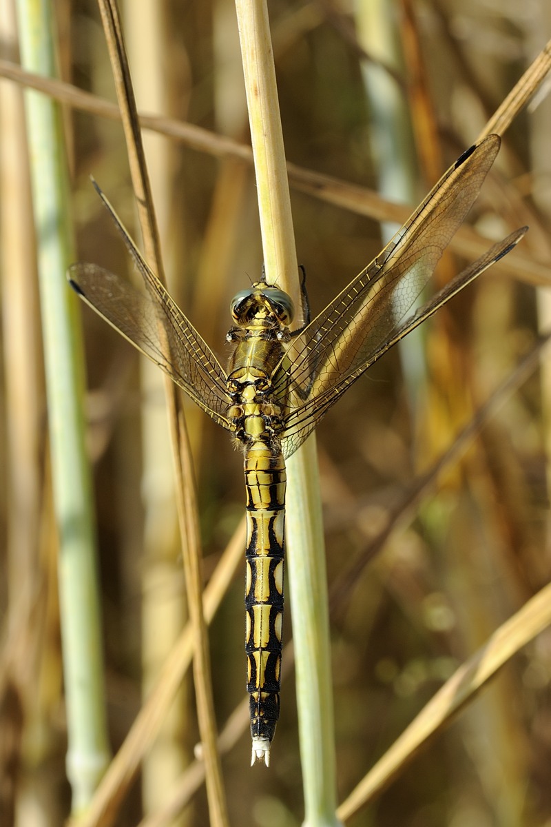 Conferma Orthetrum albistylum